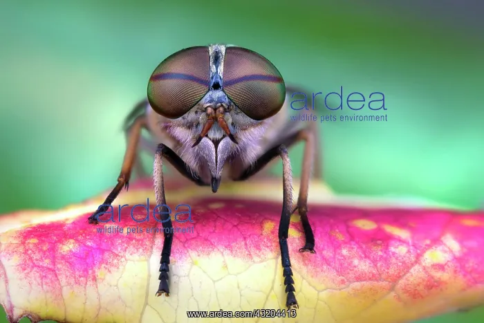  : House fly (Musca domestica) with drops of dew on