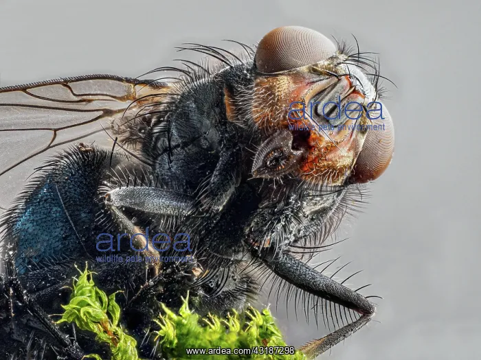 : House fly (Musca domestica), head, macro shot, light : House fly (Musca domestica), head, macro shot, light