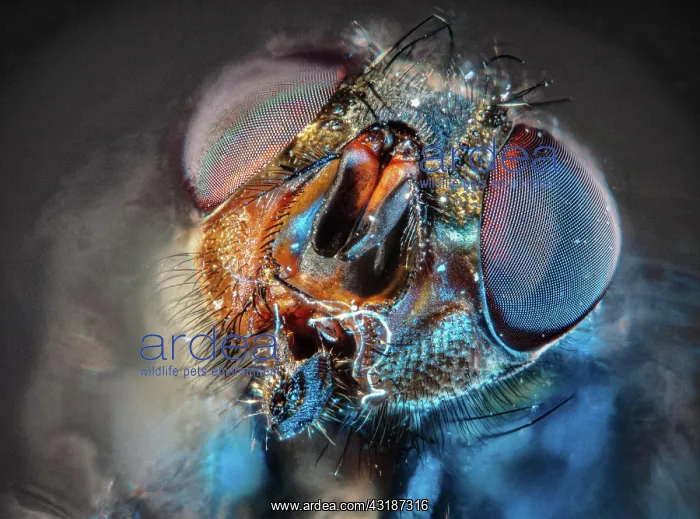 : House fly (Musca domestica), head, blue light, macro : House fly (Musca domestica), head, blue light, macro