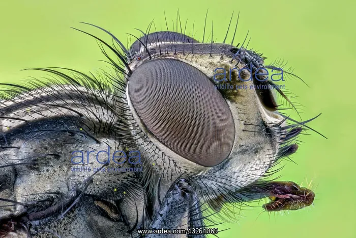 : House fly (Musca domestica), macro photo, magnification : House fly (Musca domestica), macro photo, magnification