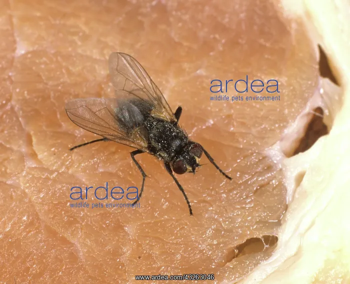 : House Fly (Musca domestica) on meat : House Fly (Musca domestica) on meat