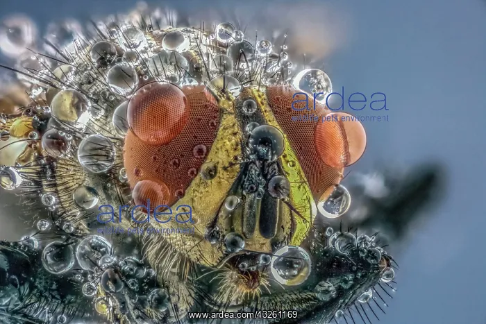 : House fly (Musca domestica) with morning dew, macro : House fly (Musca domestica) with morning dew, macro