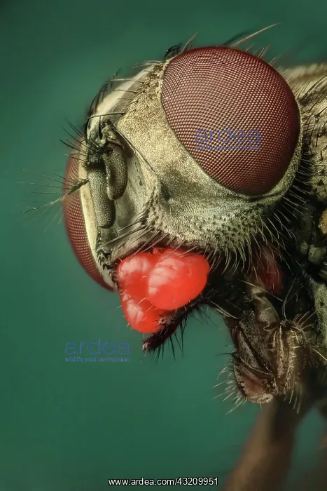 : A or house fly (Musca domestica) showing a sever : A or house fly (Musca domestica) showing a sever