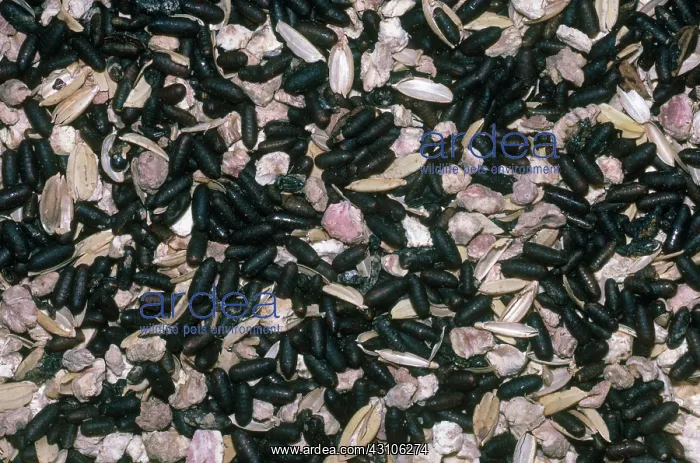 : House Fly Pupae : House Fly Pupae