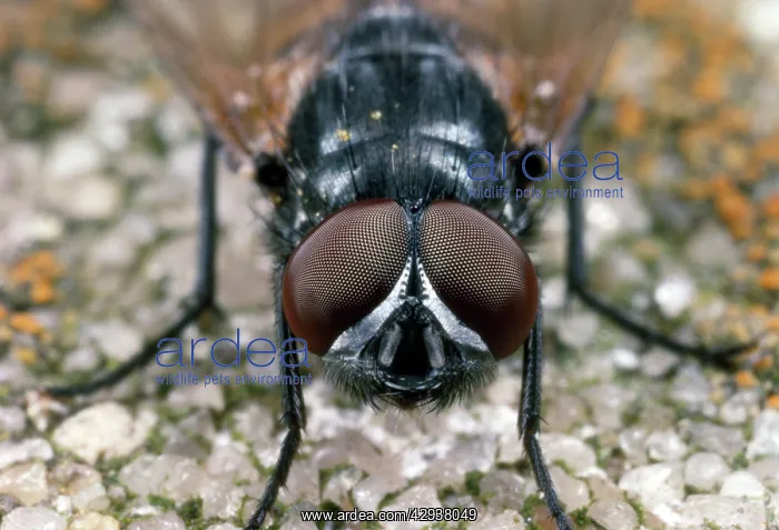 : House Fly - showing compound eyes : House Fly - showing compound eyes