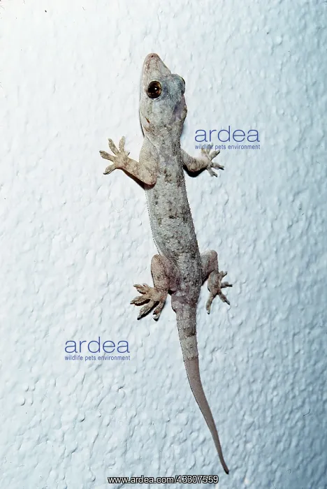 : HOUSE GECKO - ON HUT WALL : HOUSE GECKO - ON HUT WALL