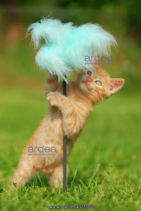 : House kitten, red mackerel, 8 weeks, plays with : House kitten, red mackerel, 8 weeks, plays with