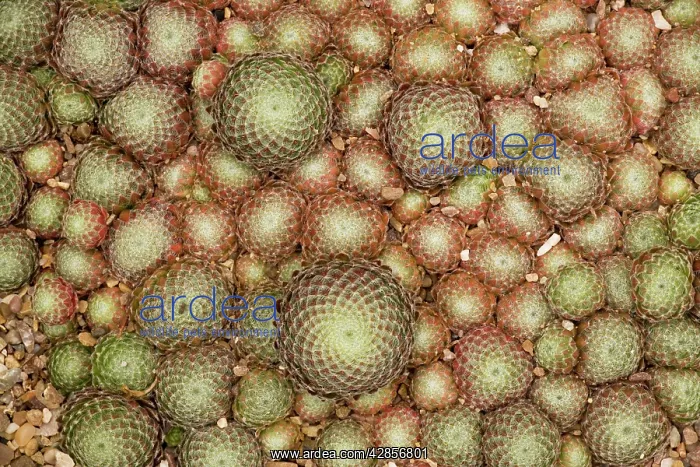 : A house-leek rosettes : A house-leek rosettes