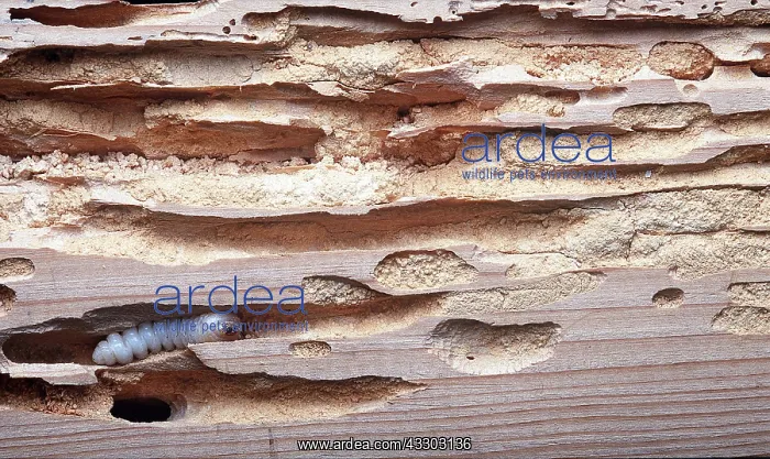 : HOUSE LONG-HORN BEETLE - LARVAE : HOUSE LONG-HORN BEETLE - LARVAE