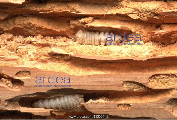 : HOUSE LONG-HORN BEETLE - larvae in wood : HOUSE LONG-HORN BEETLE - larvae in wood