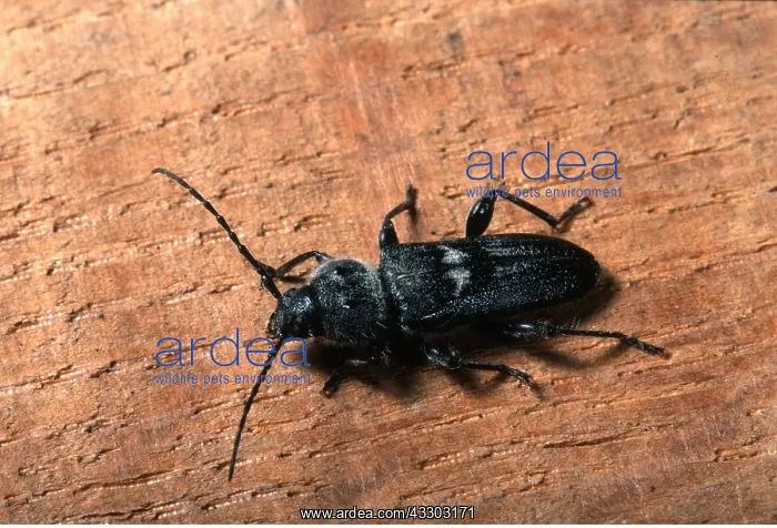 : HOUSE LONG-HORN BEETLE - MALE : HOUSE LONG-HORN BEETLE - MALE