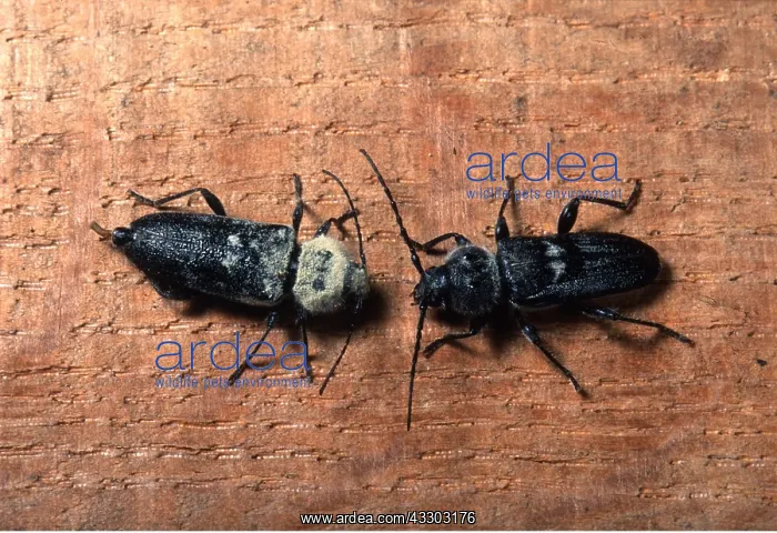 : HOUSE LONG-HORN BEETLE - pair : HOUSE LONG-HORN BEETLE - pair
