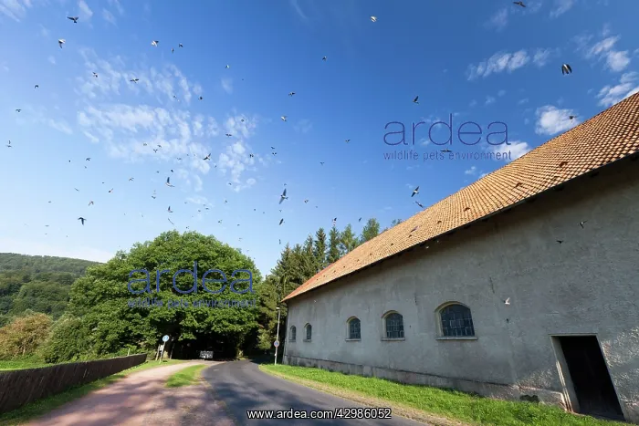 : House Martin : House Martin