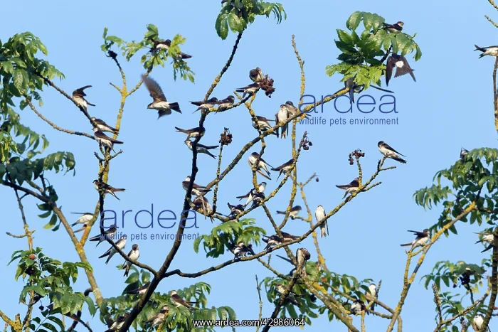 : House Martin : House Martin