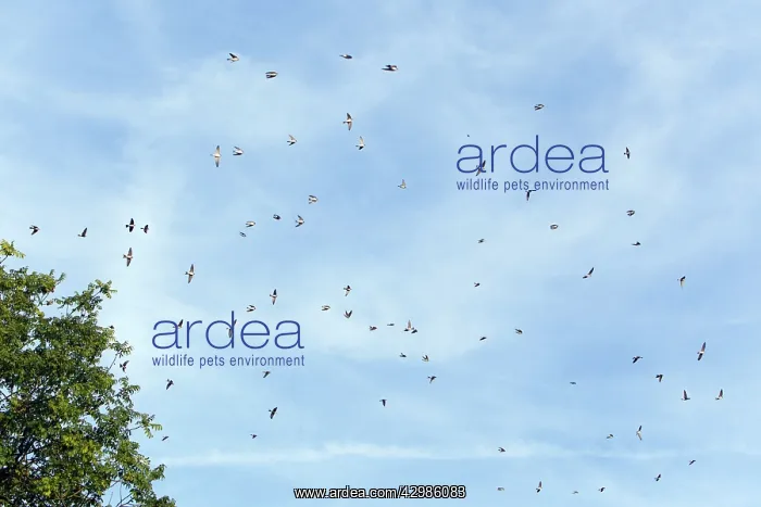 : House Martin : House Martin