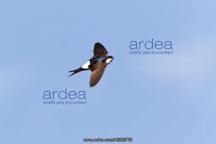  : House Martin