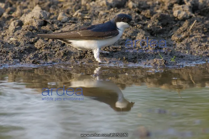 : House Martin : House Martin