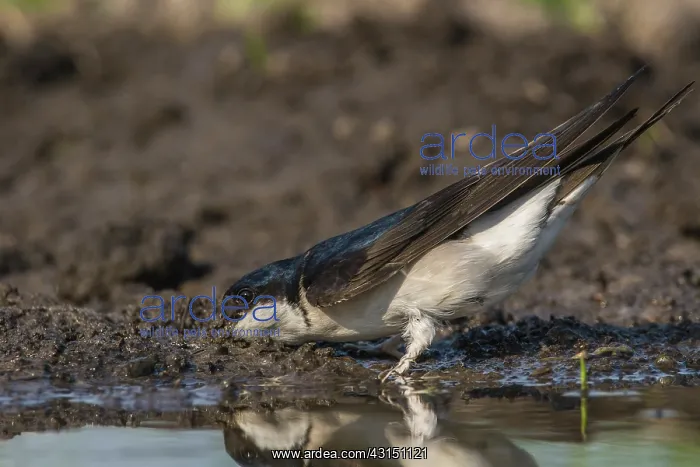 : House Martin : House Martin