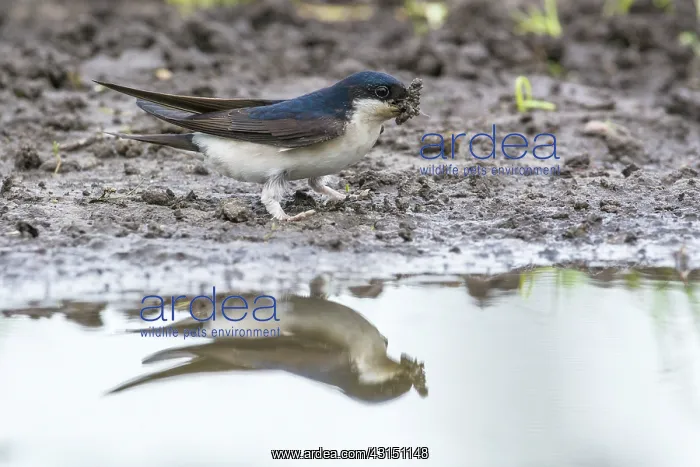 : House Martin : House Martin