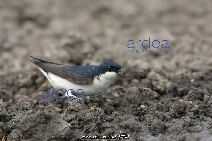 : House Martin : House Martin