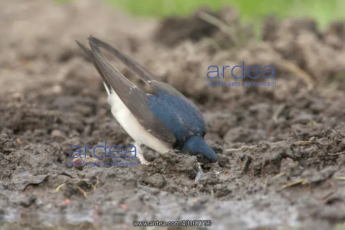 : House Martin : House Martin