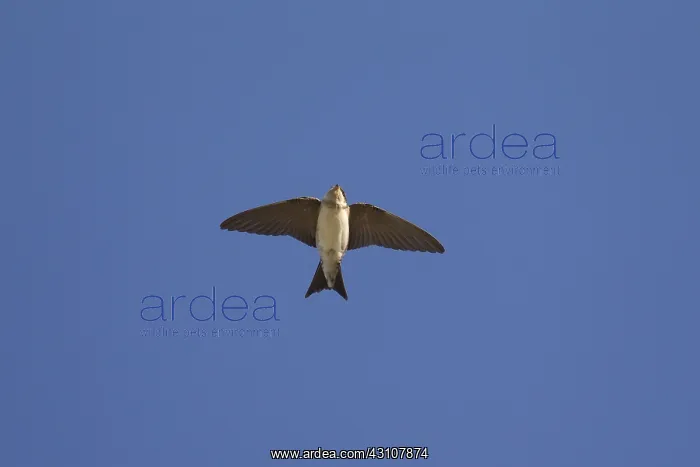  : House Martin - adult bird in flight - Germany