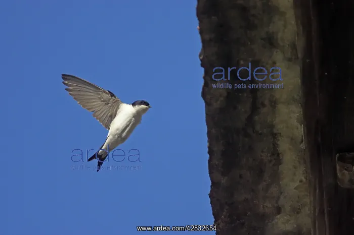 : House Martin - approaching nest under eaves : House Martin - approaching nest under eaves