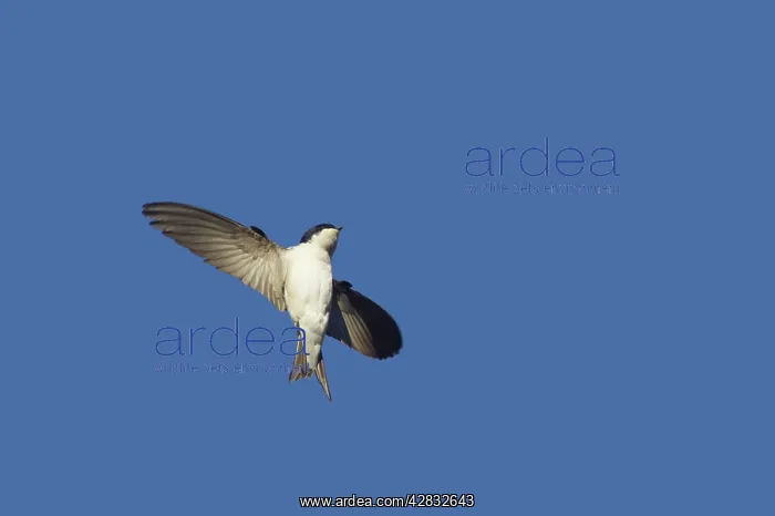 : House Martin - banking in flight : House Martin - banking in flight