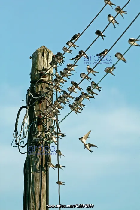 : House Martin - Collecting on electricity wires : House Martin - Collecting on electricity wires