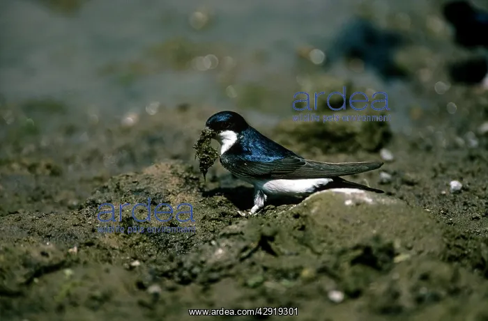 : House Martin - collecting mud : House Martin - collecting mud