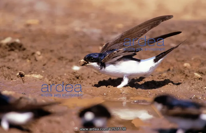 : House MARTIN - Collecting mud to build nest : House MARTIN - Collecting mud to build nest