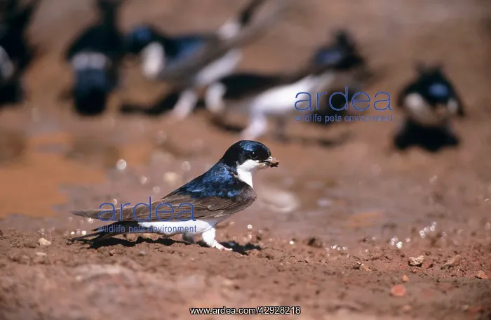 : House MARTIN - Collecting mud to build nest : House MARTIN - Collecting mud to build nest