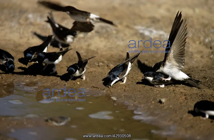 : House MARTIN - Collecting mud to build nest : House MARTIN - Collecting mud to build nest