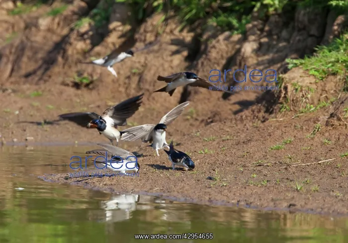 : House Martin - Collecting mud for nest building : House Martin - Collecting mud for nest building