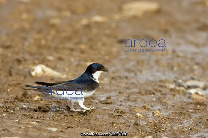 : House Martin - Collecting mud for nest building : House Martin - Collecting mud for nest building