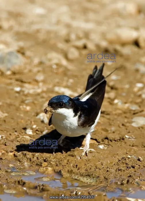 : House Martin - Collecting mud for nest building : House Martin - Collecting mud for nest building