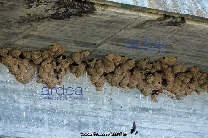  : House Martin - colony of nests under bridge Castro