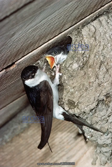 : HOUSE MARTIN - feeds chick at nest : HOUSE MARTIN - feeds chick at nest