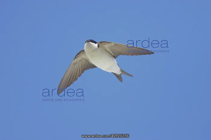 : House Martin - In Flight : House Martin - In Flight