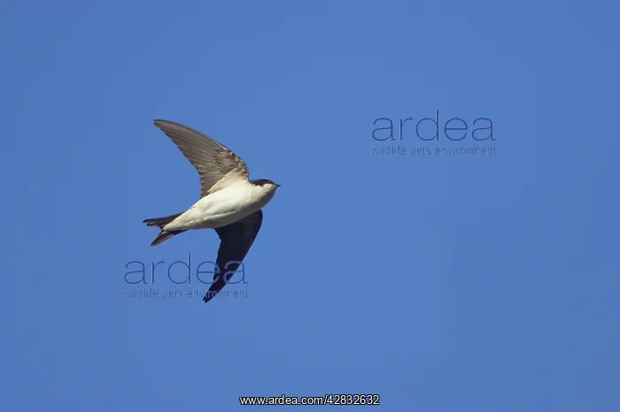: House Martin - in flight : House Martin - in flight