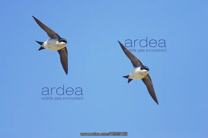 : House Martin - In Flight : House Martin - In Flight