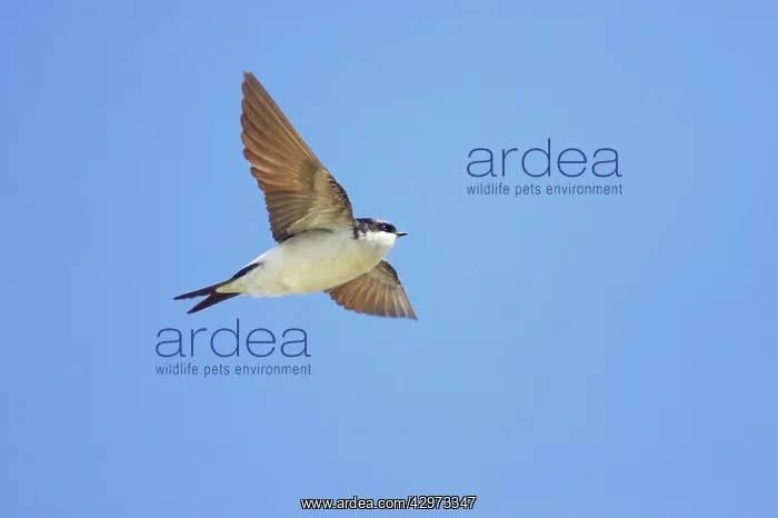 : House Martin - In Flight : House Martin - In Flight