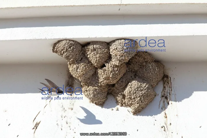 : House Martin - in flight approaching nests on underside : House Martin - in flight approaching nests on underside