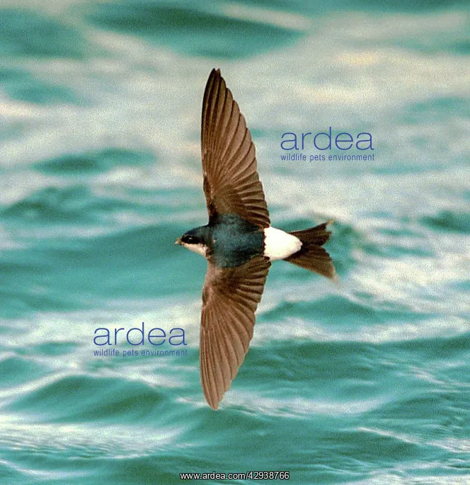  : House MARTIN - in flight, over water