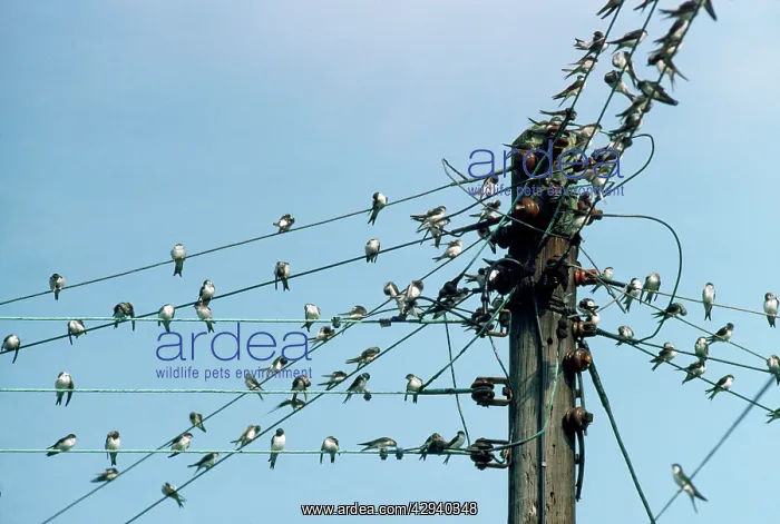  : HOUSE MARTIN - gathering on wires