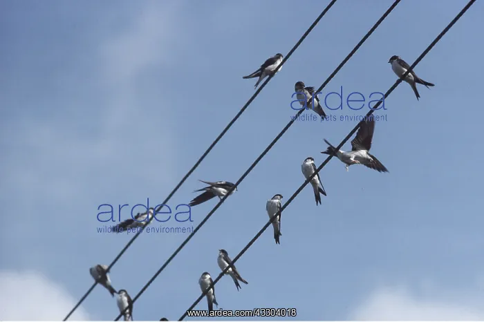 : HOUSE MARTIN - gathering on wires : HOUSE MARTIN - gathering on wires