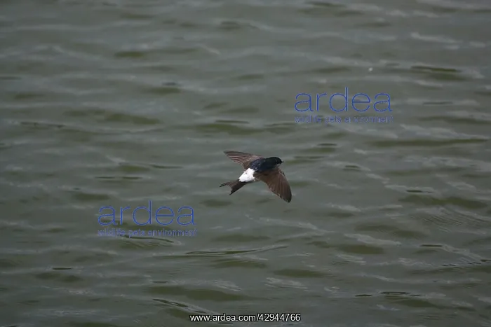 : House Martin hawking over water for food : House Martin hawking over water for food