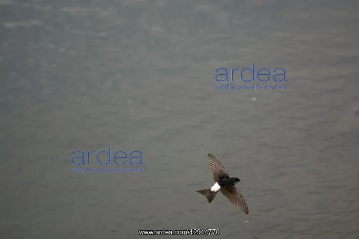 : House Martin hawking over water for food : House Martin hawking over water for food