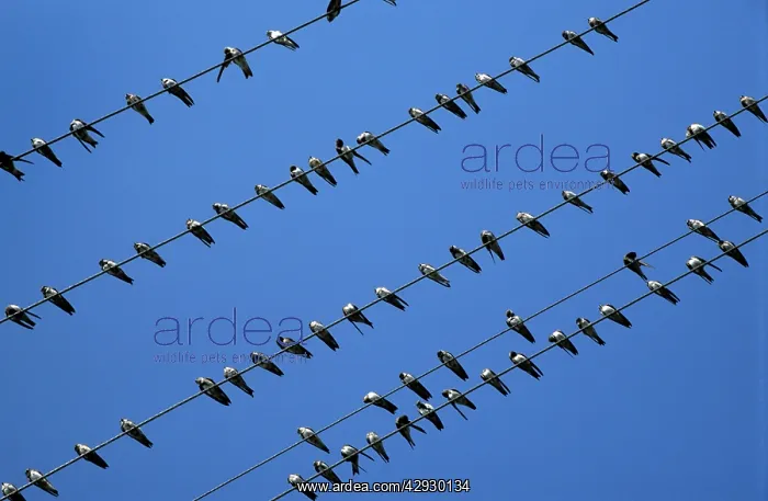 : House Martin - juvenile gathering on phone wires : House Martin - juvenile gathering on phone wires
