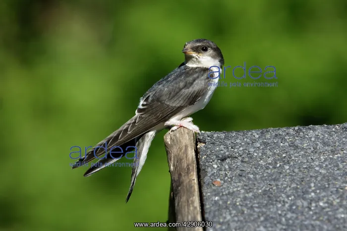 : House Martin - Juvenile sitting on roof : House Martin - Juvenile sitting on roof